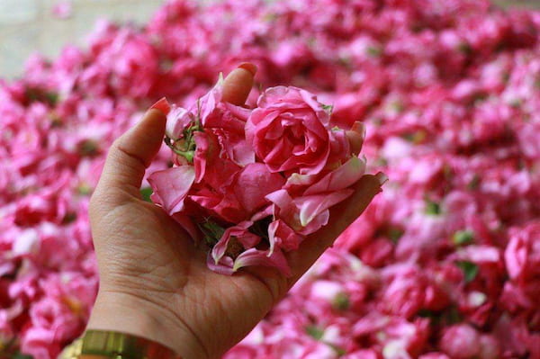 تصویر 3 از قیمت روز گلاب دو آتیشه کاشان